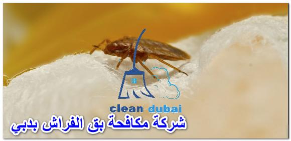 شركة مكافحة بق الفراش بدبي 0543502263 كلين كور للتنظيف والتعقيم بالامارات رش حشرات الفراش بدبي