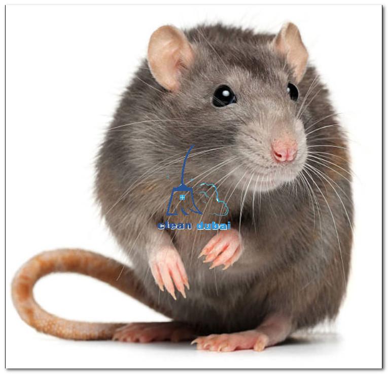 أرخص شركة مكافحة الفئران في دبي