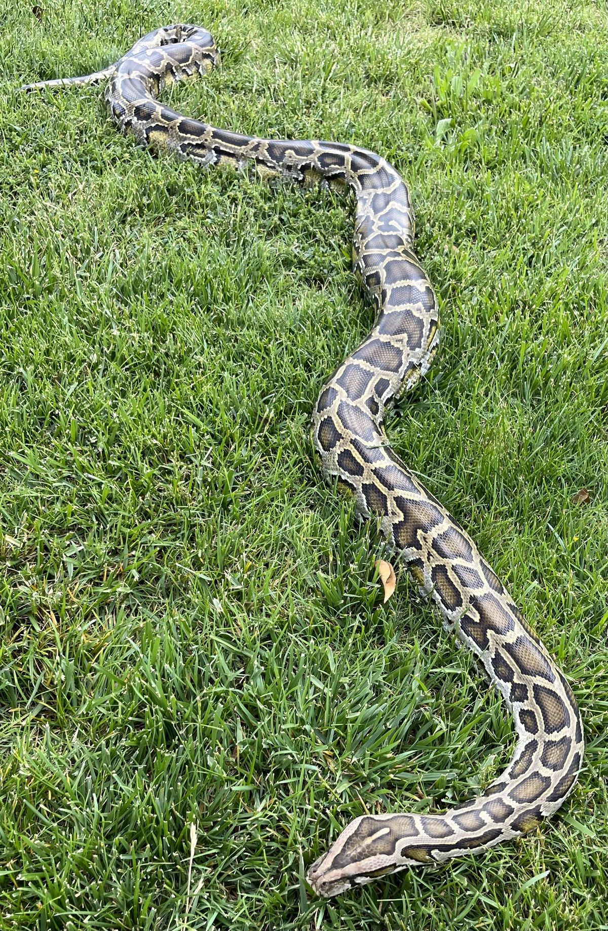 أفضل شركة مكافحة الثعابين في دبي – خدمات احترافية بمعايير عالية