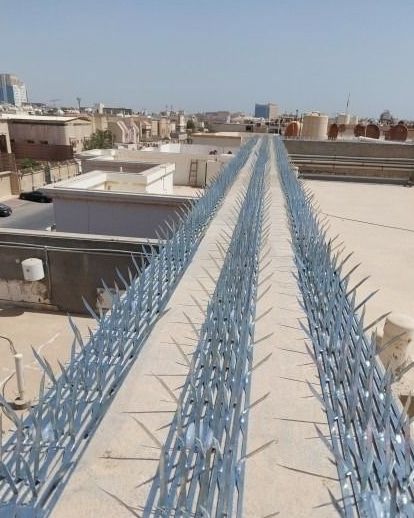 شركة مكافحة الحمام بدبي