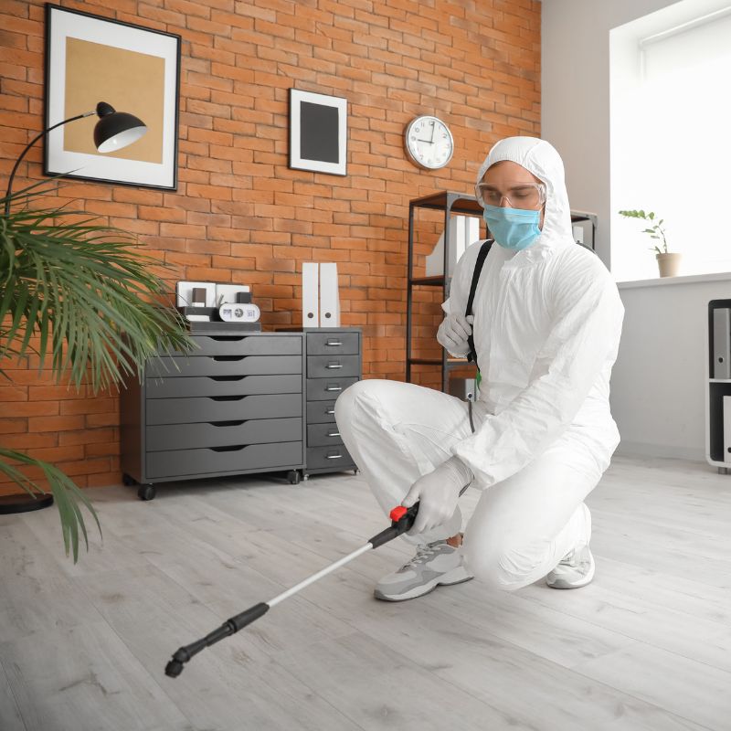 كيفية اختيار أفضل شركة مكافحة النمل الأبيض بدبي