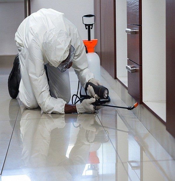 خدمات مكافحة الحشرات والصراصير التي تقدمها شركتنا في ابوظبي