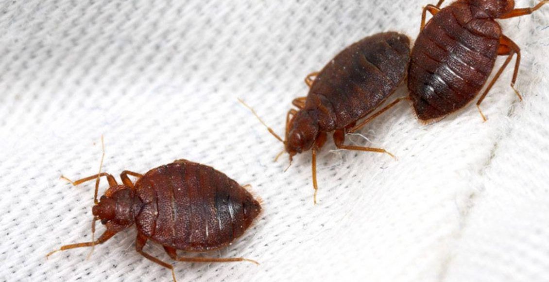 شركة رش بق الفراش في أبوظبي – لماذا اختيار شركة متخصصة مهم؟