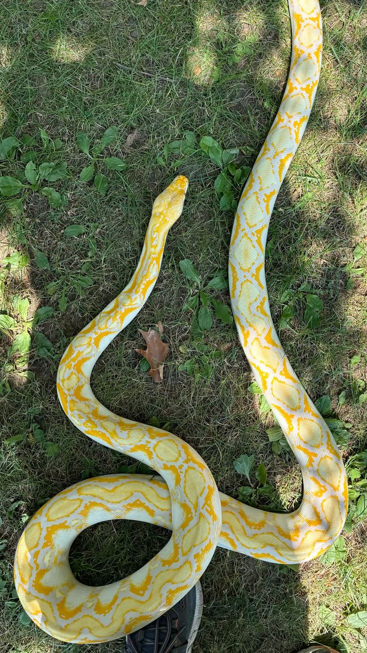 شركة مكافحة الثعابين في أبوظبي