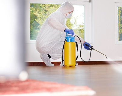 شركة مكافحة العثة في أبوظبي – الحل المتخصص للتخلص من العثة نهائيًا