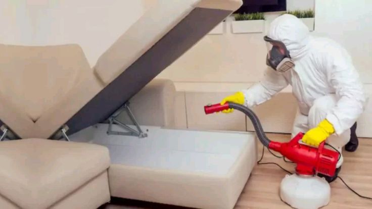 شركة مكافحة بق الفراش في أبوظبي – الحل النهائي للتخلص من البق