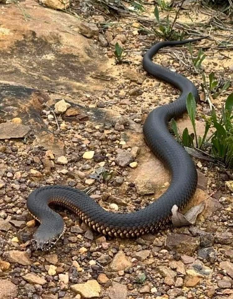 مكافحة الثعابين في أبوظبي