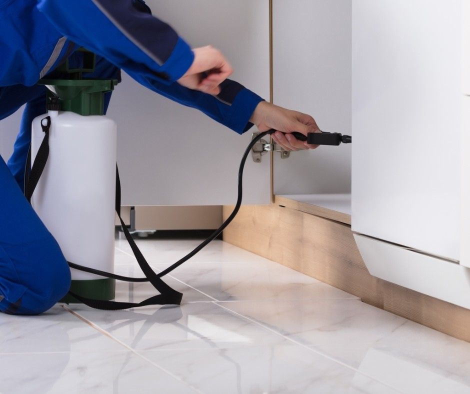 مميزات شركة مكافحة النمل الأبيض في أبوظبي