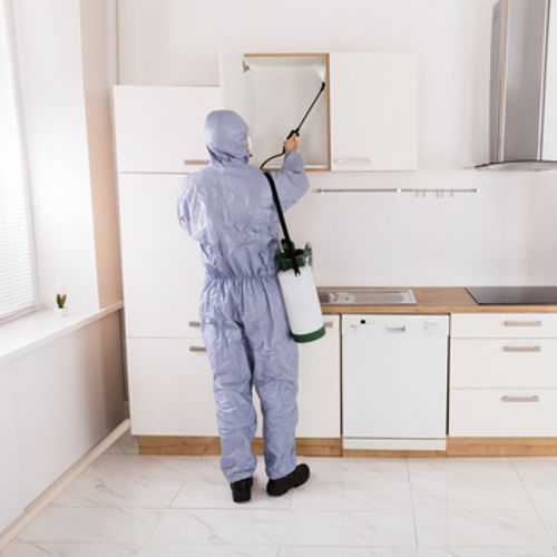 أرخص شركة مكافحة بق الفراش في الشارقة مع ضمان الجودة