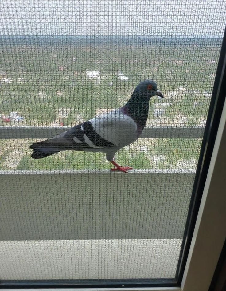 أفضل شركة تركيب طارد حمام في دبي – حلول احترافية بدون أذى