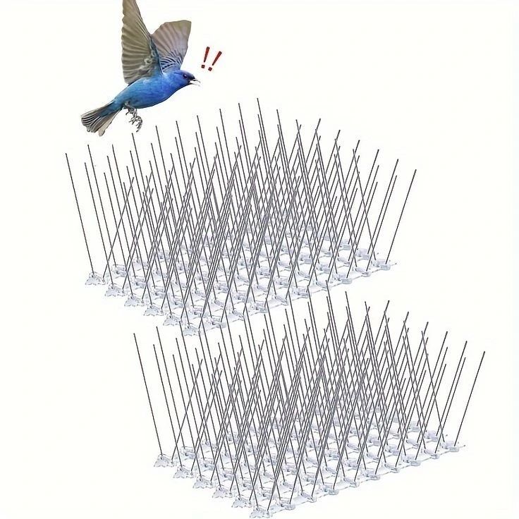 احجز الآن خدمة شركة مكافحة الحمام قبل تفاقم المشكلة