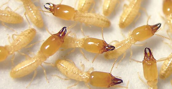 احجز الآن خدمة مكافحة النمل الأبيض قبل فوات الأوان واحمِ منزلك من التلف الكامل