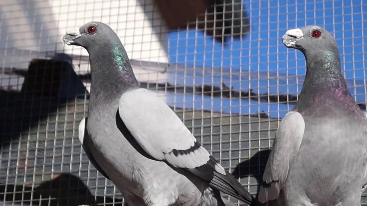 احجز الآن مع أفضل شركة مكافحة الحمام في الشارقة واحصل على حل نهائي مضمون من أول زيارة