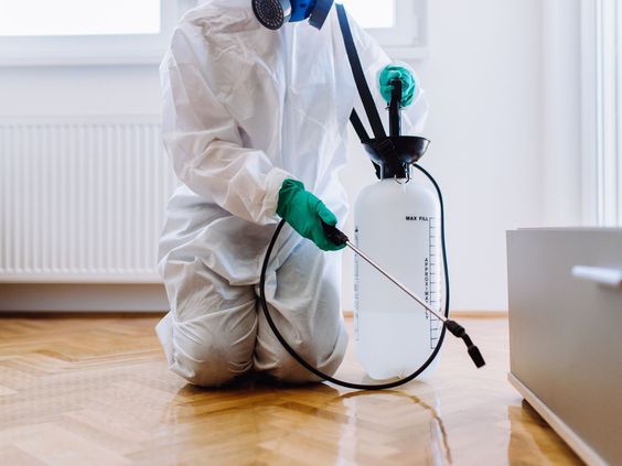 خطوات شركة مكافحة القوارض في الشارقة من البداية حتى القضاء النهائي