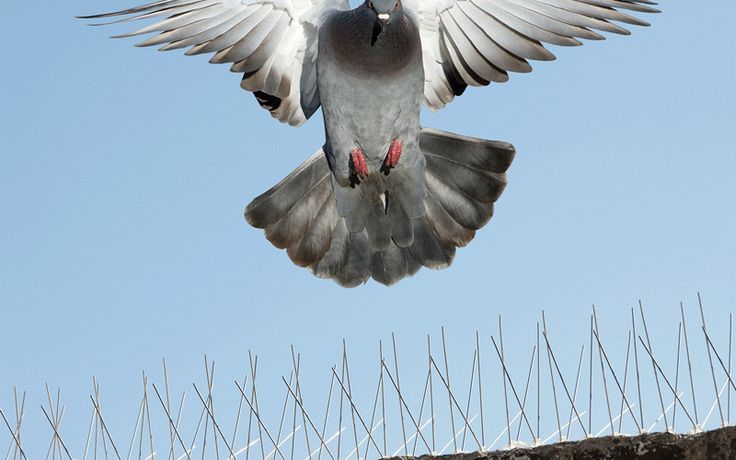 شركة تركيب طارد الحمام