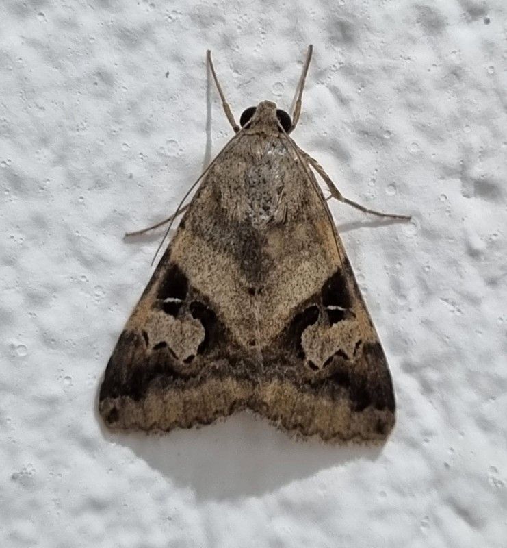 شركة مكافحة العثة في الشارقة