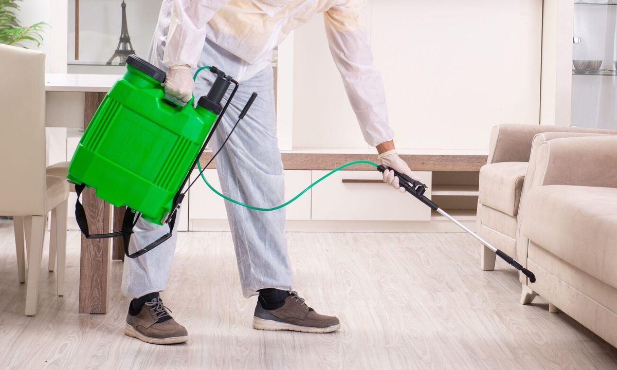 شركة مكافحة النمل الأبيض