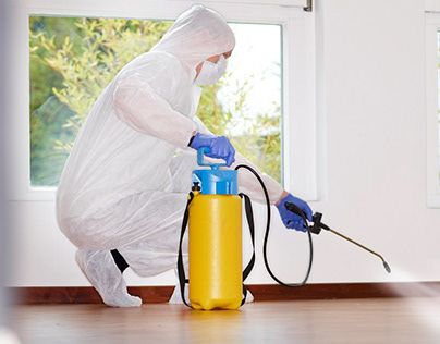 شركة مكافحة بق الفراش في الشارقة