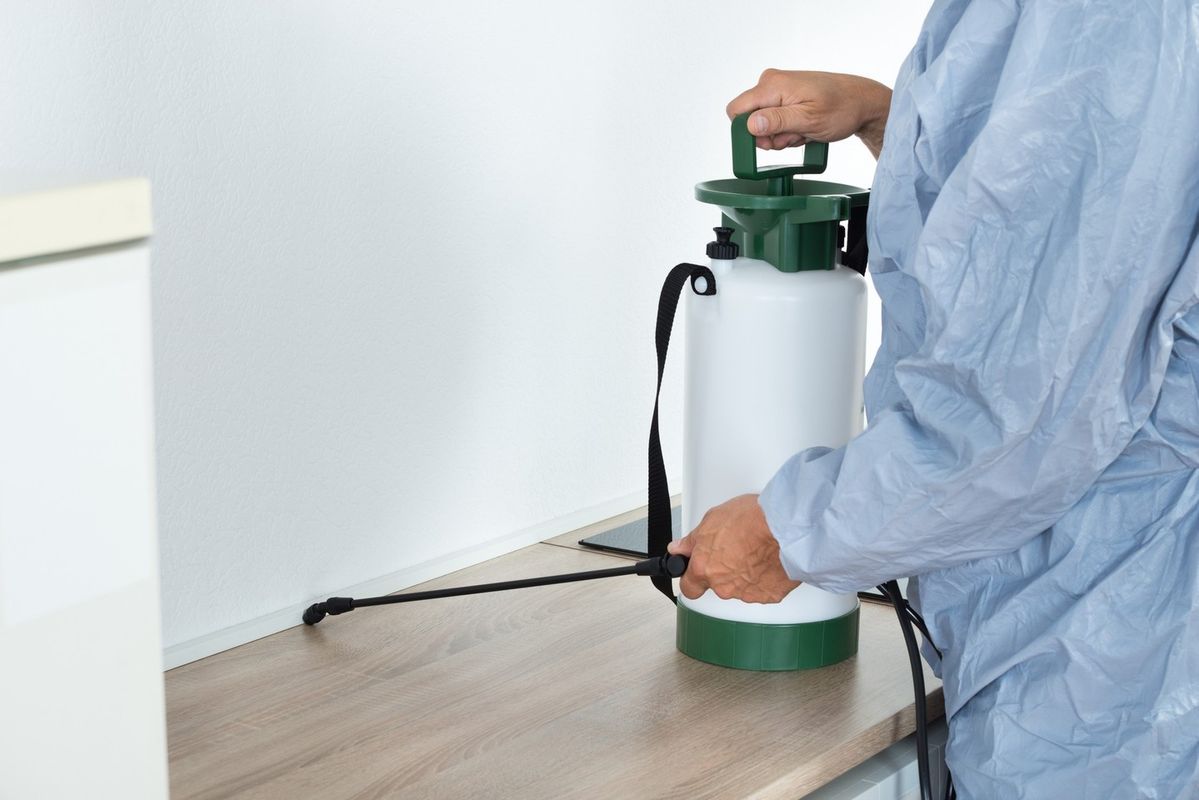 شركة مكافحة بق الفراش في الشارقة