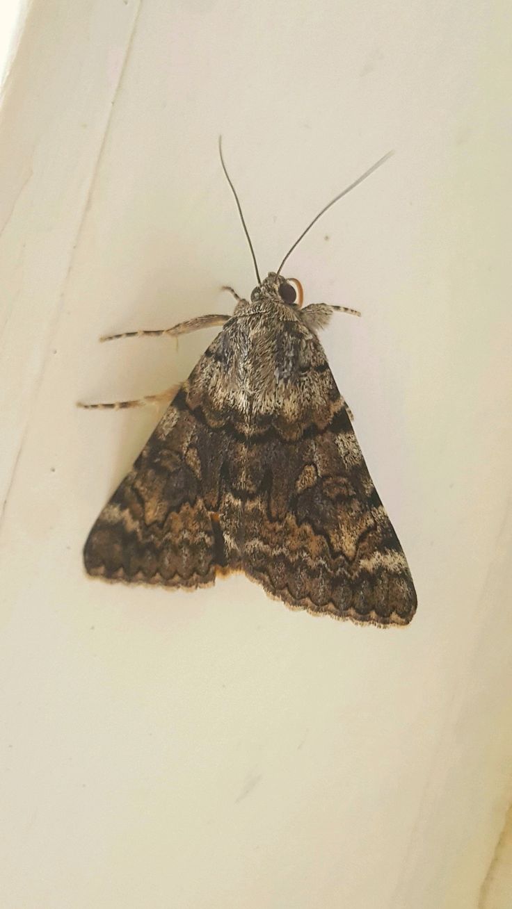 شكل العثة وكيف يمكن التعرف عليها في الشارقة؟