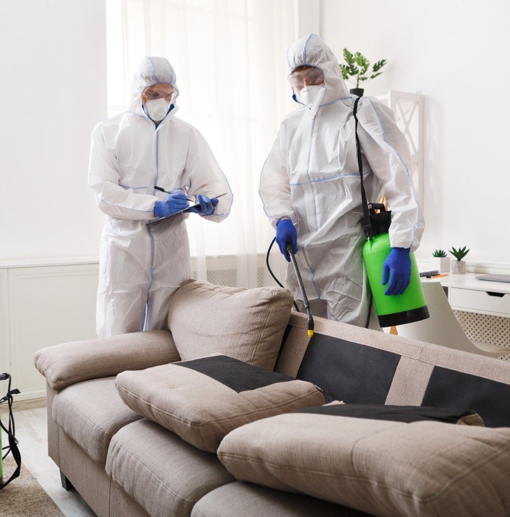 لماذا تحتاج إلى شركة مكافحة الصراصير في الشارقة فور ظهور الإصابة؟