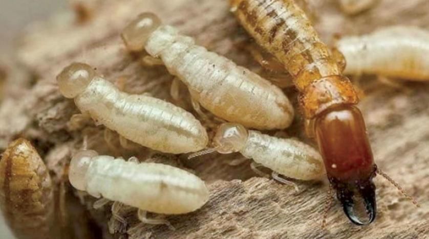 ما هي الرمة في الشارقة وكيف تسبب أضرارًا خطيرة في المنازل