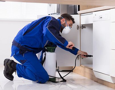 مكافحة الفئران في الشارقة