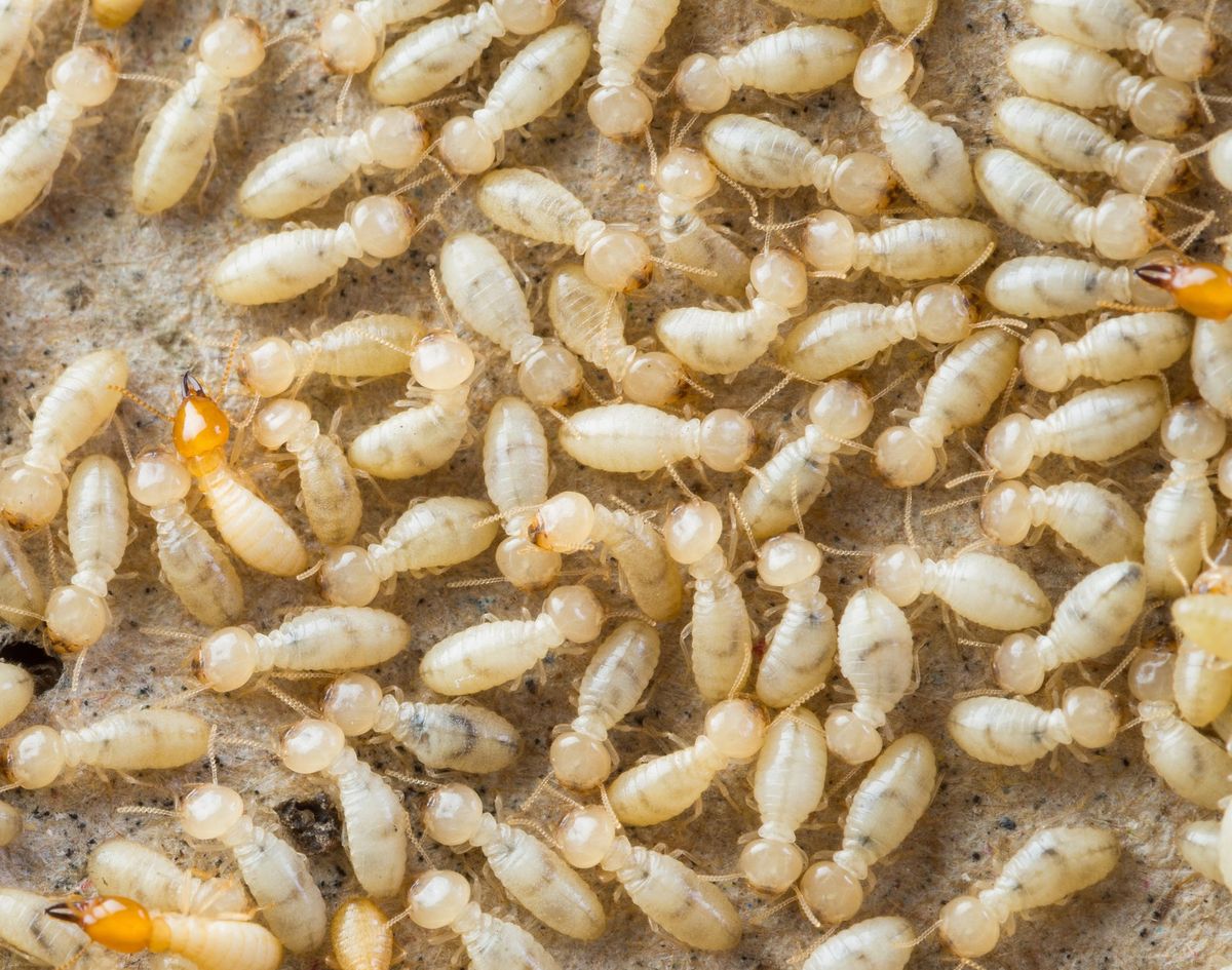 مكافحة النمل الأبيض قبل البناء وأهميتها في حماية العقارات