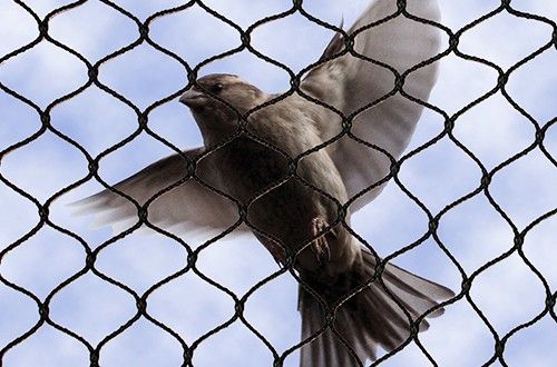 لماذا نحن أفضل شركة طارد الحمام 