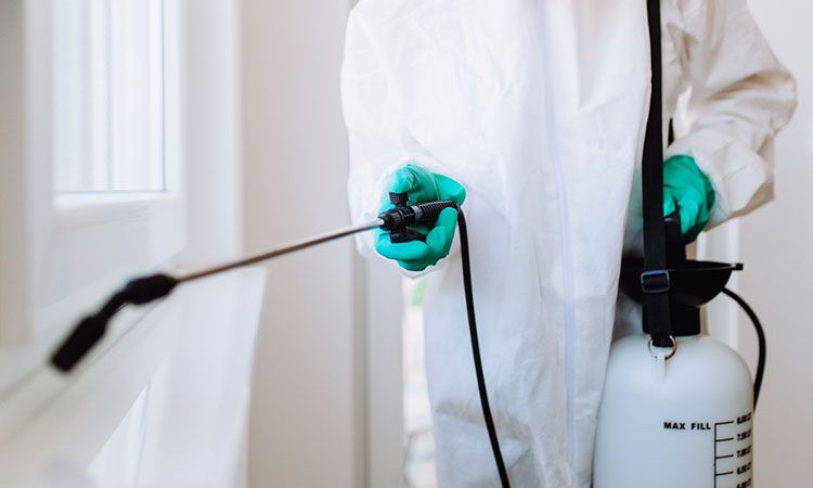 أفضل طرق مكافحة الرمة بمصفح أبو ظبي حسب نوع الإصابة ومكانها