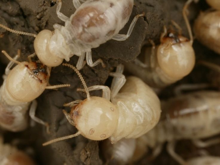 خدمات شركة مكافحة النمل الأبيض بمصفح أبو ظبي التي تشمل الفحص والعلاج والوقاية